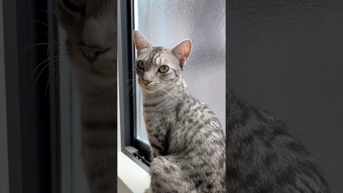 ユキオさん、高い所好き❤️シンタローが行けない場所にw