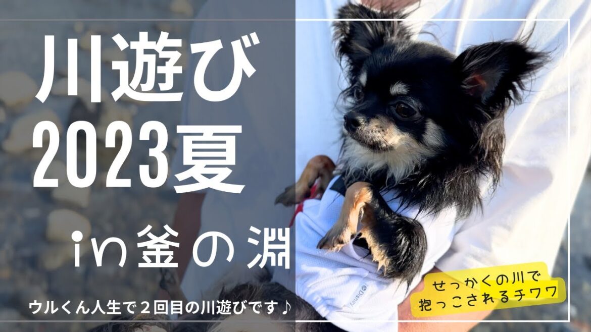 チワワの川遊び2023夏in釜の淵公園