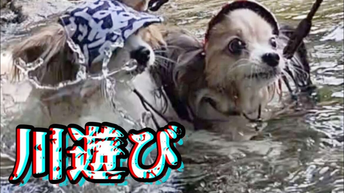 くぅ！流されてる！慌て救助💦パピヨン２匹と川へ涼みに