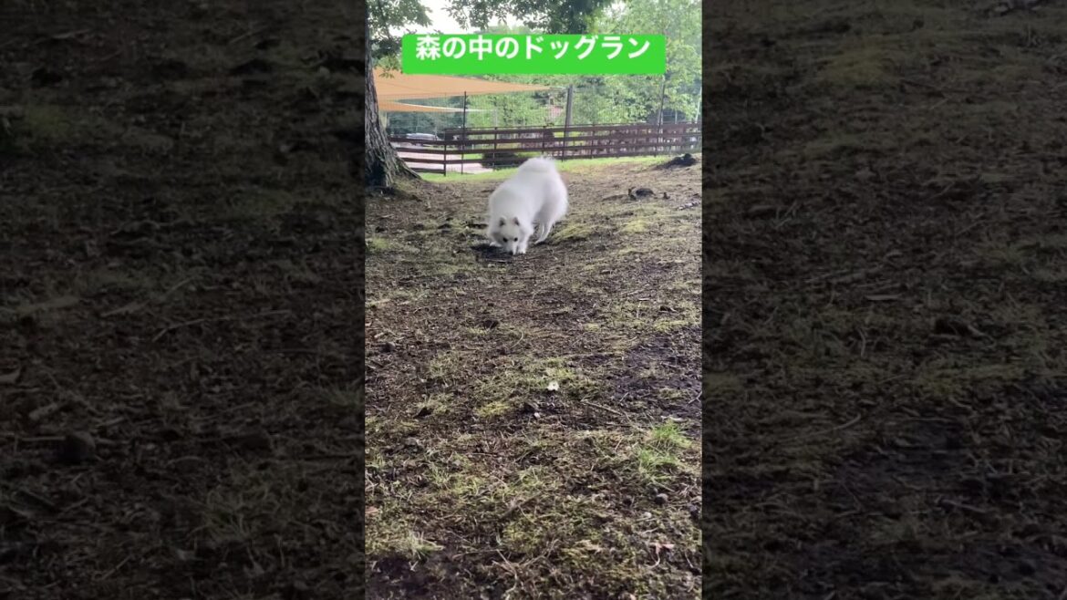 くんくん🍀🍀日本スピッツじゃむ