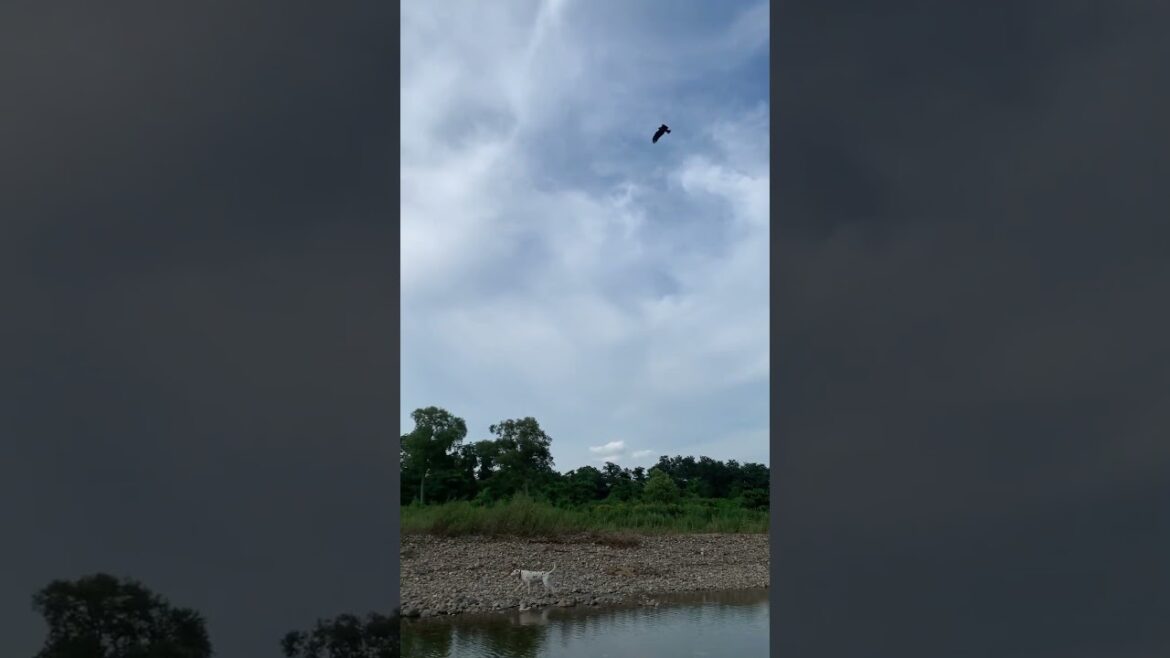 鳥に狙われてるイヌ　#いぬ #いぬすたぐらむ #ダルメシアン