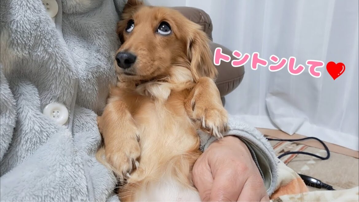飼い主と片時も離れたくない甘えん坊犬がこちら……(*˙︶˙*)ﾉﾞ♡