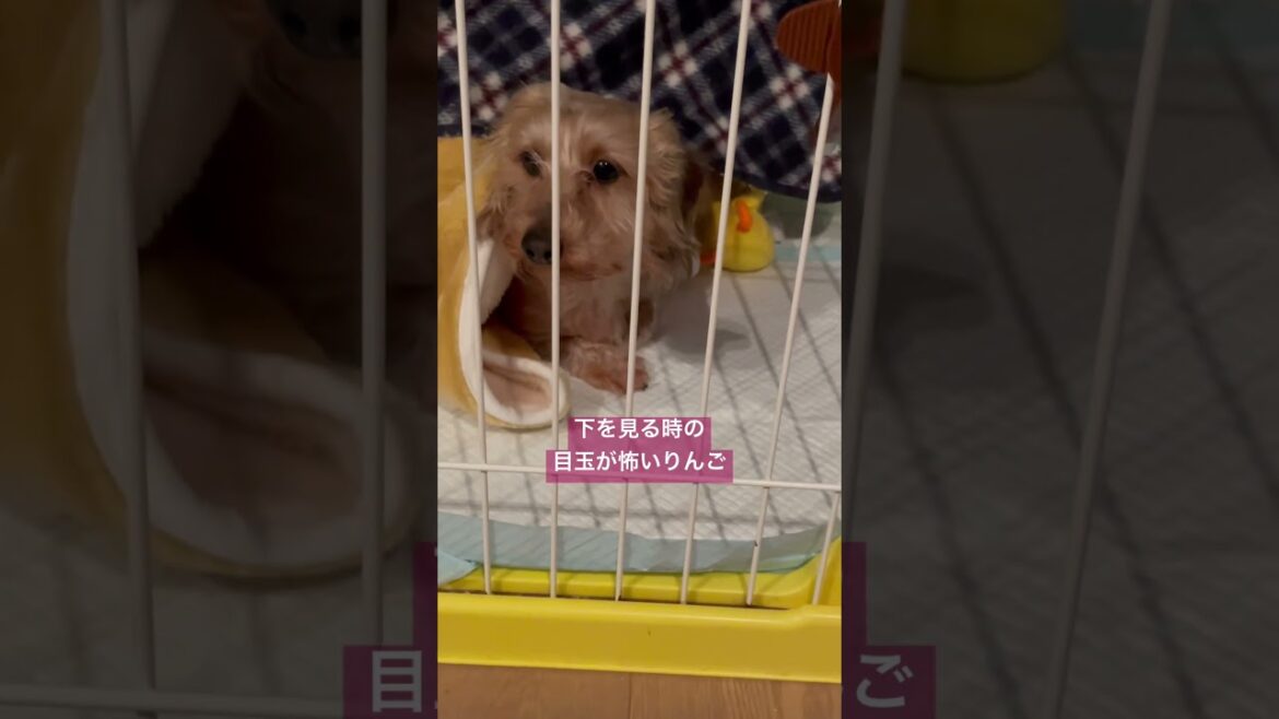 さすが❕見る目が違うね　りんごさん　ワイヤーダックス犬