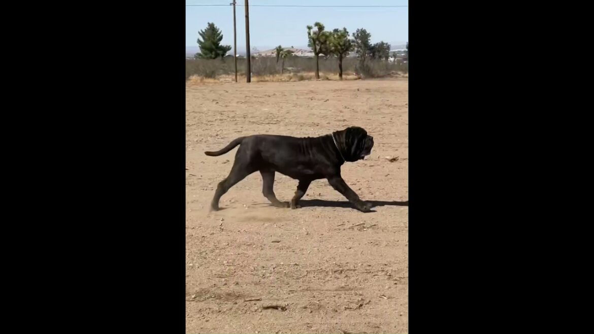 Envy the 190 Pound Neapolitan Mastiff On The Move