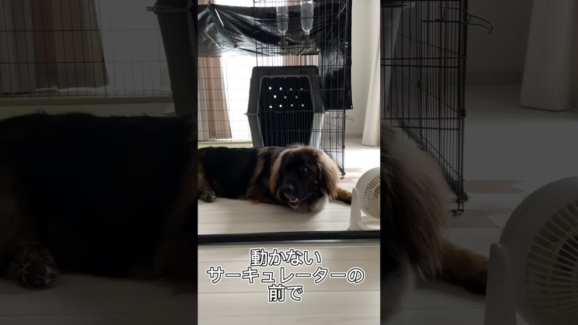 【超大型犬】　ショート 台風の日の過ごし方　Leonberger　レオンベルガー ＃Shorts