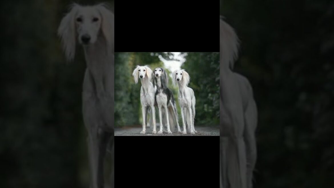 The royal dog of egypt #saluki #egypt #doglover  #viralvideo #shorts