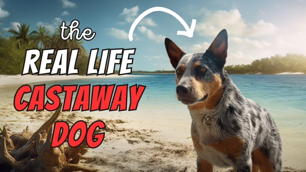 Australian Cattle Dog Facts: 10 Amazing Heeler Facts
