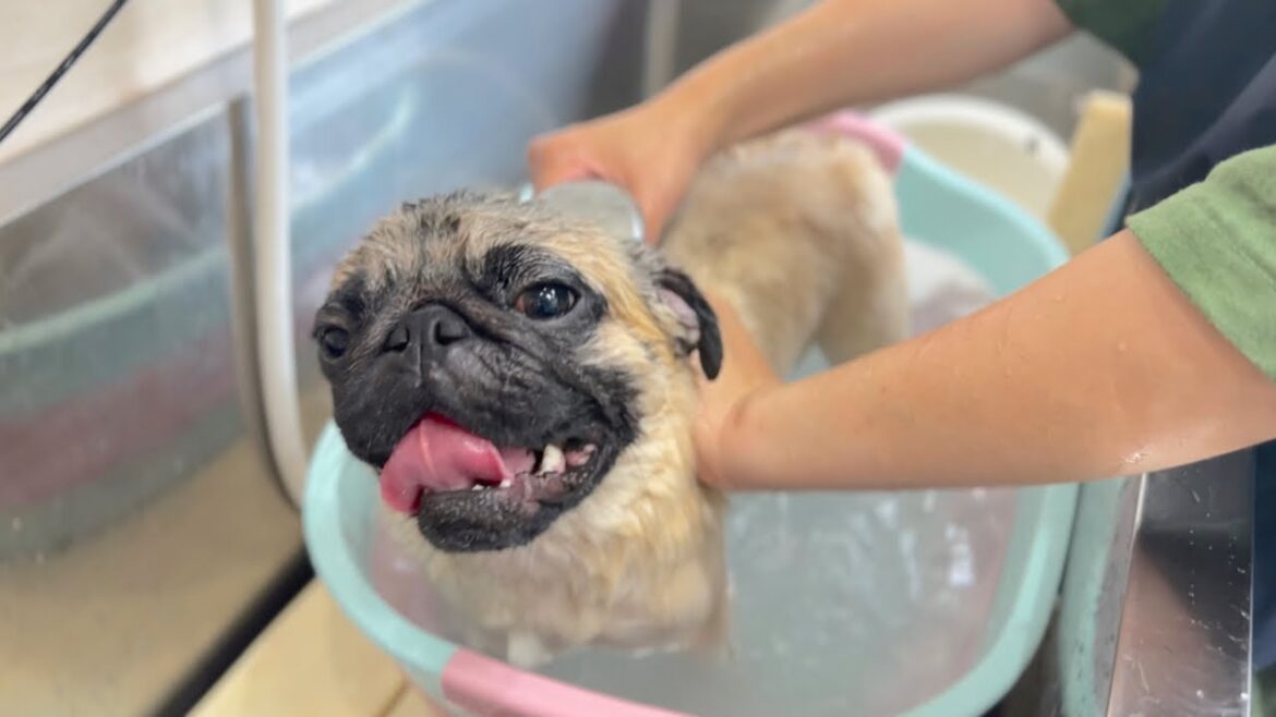 スッキリして嬉しそうなパグ♪（コブくん）