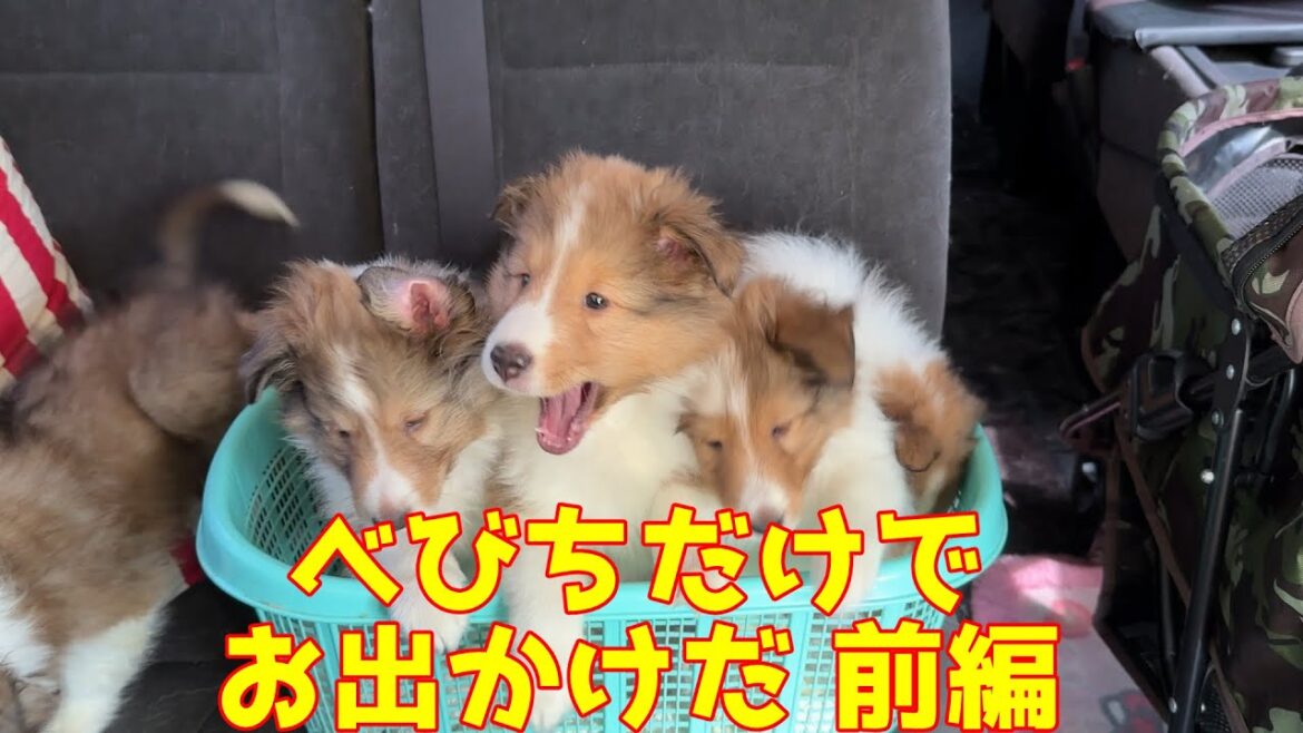 【シェルティ】べびちだけでお出かけだ【前編】