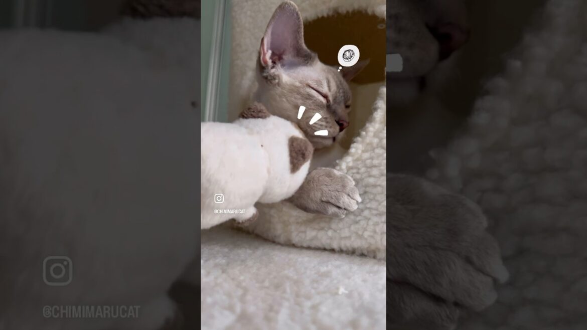 Devon Rex Cat -「あそぼ！あそぼ！」“Let’s play! Let’s play!”😺😺#devonrex#デボンレックス#shorts