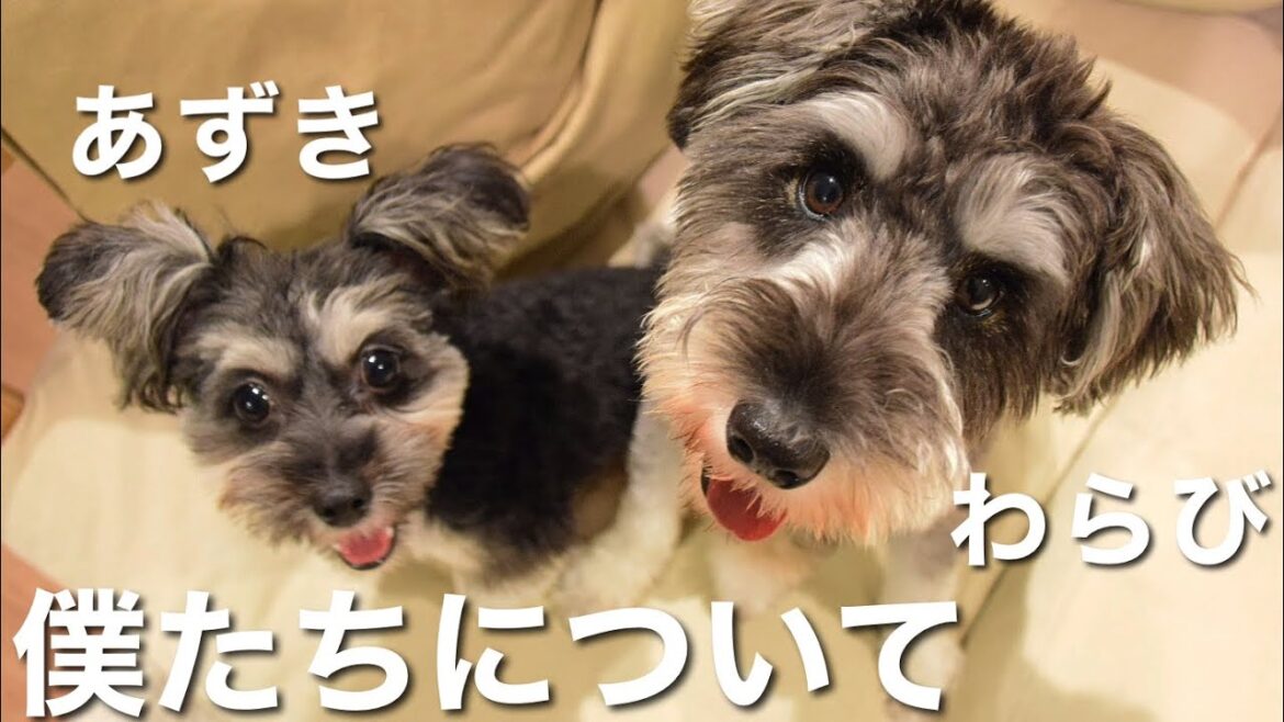 ミニチュアシュナウザーとマルポメの多頭飼い！わんちゃんの自己紹介動画