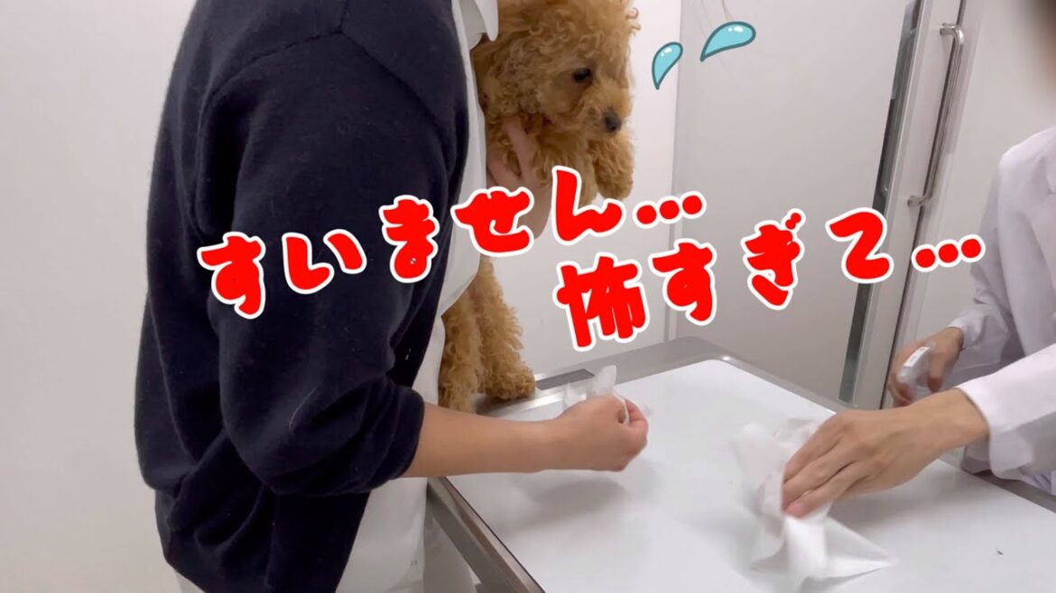 【悲報】注射が怖すぎておしっこを漏らしてしまった愛犬のトイプードル 【悲報】注射が怖すぎておしっこを漏らしてしまった愛犬のトイプードル