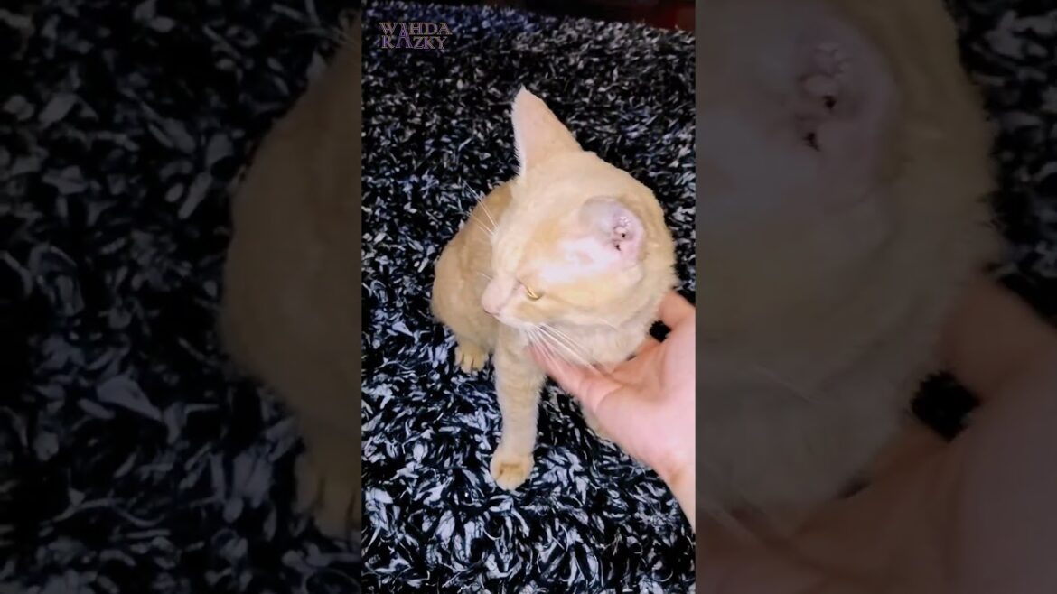 Manx Cat Who Loves To Be Petted