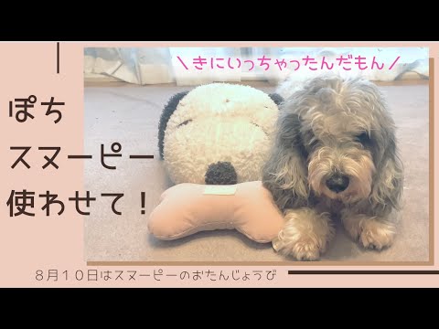 愛犬ぽちのお気に入り❤︎それ、ティッシュカバーなんですけど… 愛犬ぽちのお気に入り❤︎それ、ティッシュカバーなんですけど…