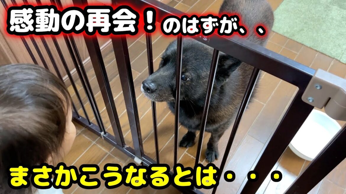 反省してます・・・。優しすぎる甲斐犬と娘が感動の再会！のはずが、、
