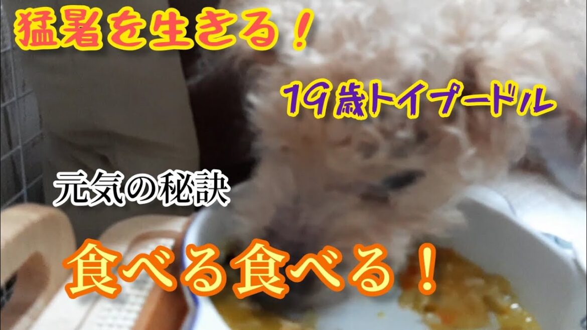 【猛暑を生きる老犬】19歳トイプードルの驚愕の食欲!!
