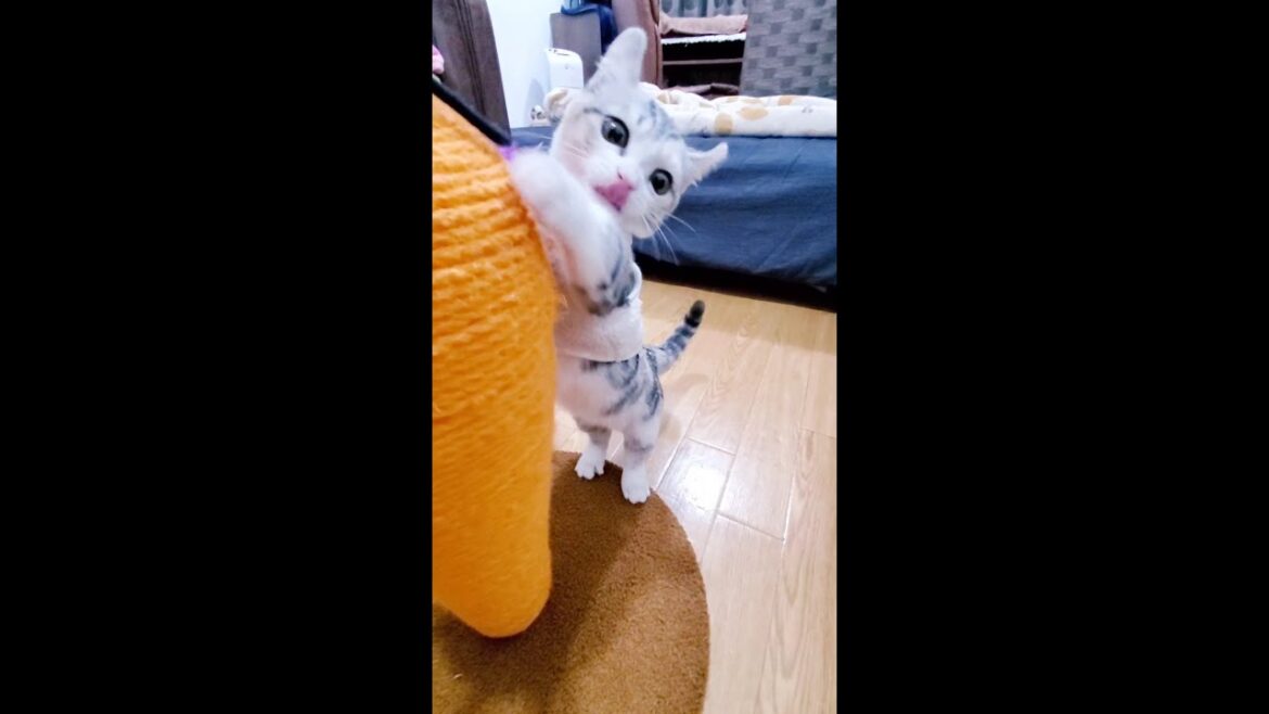 [子猫] 遊んでる子猫の姿が可愛いです  #S13