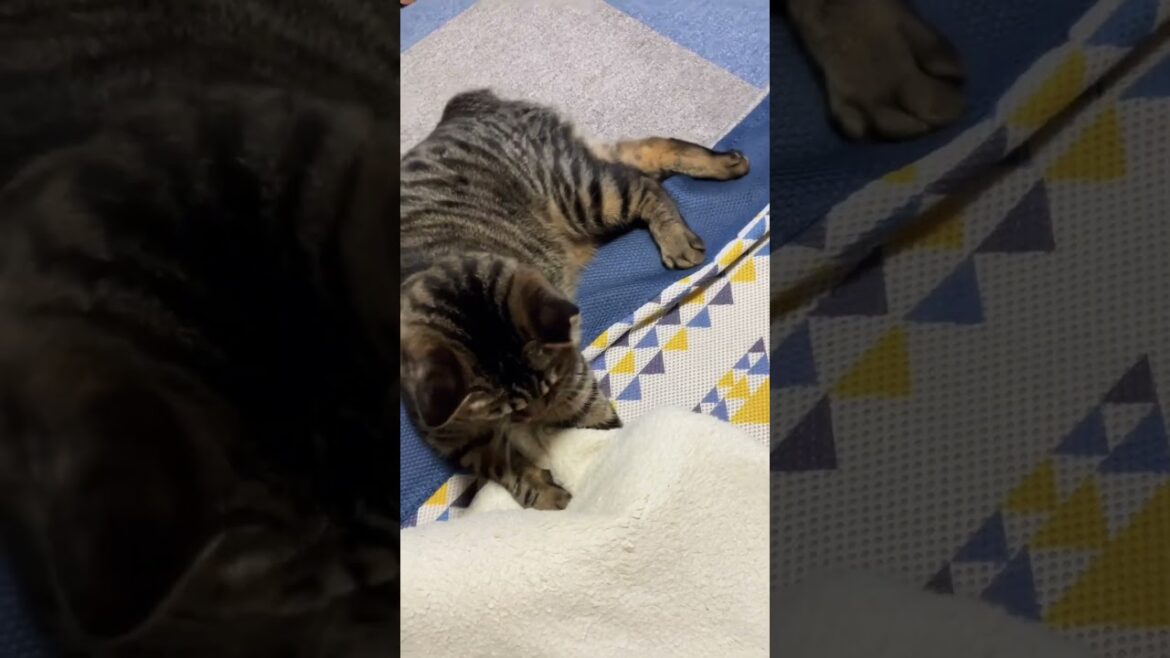 猫の後頭部はなぜこんなにも可愛いのか #shorts#猫#キジトラ#元野良#ボブテイル