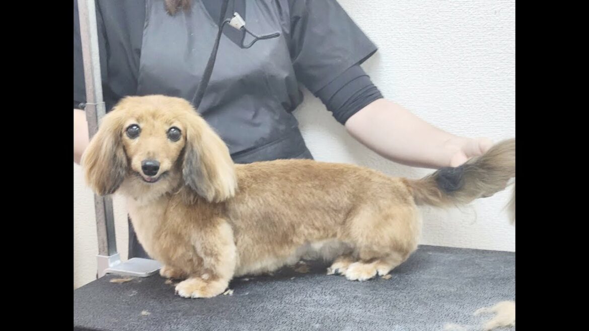 トリミングしてニッコリ笑顔になるダックスフンド