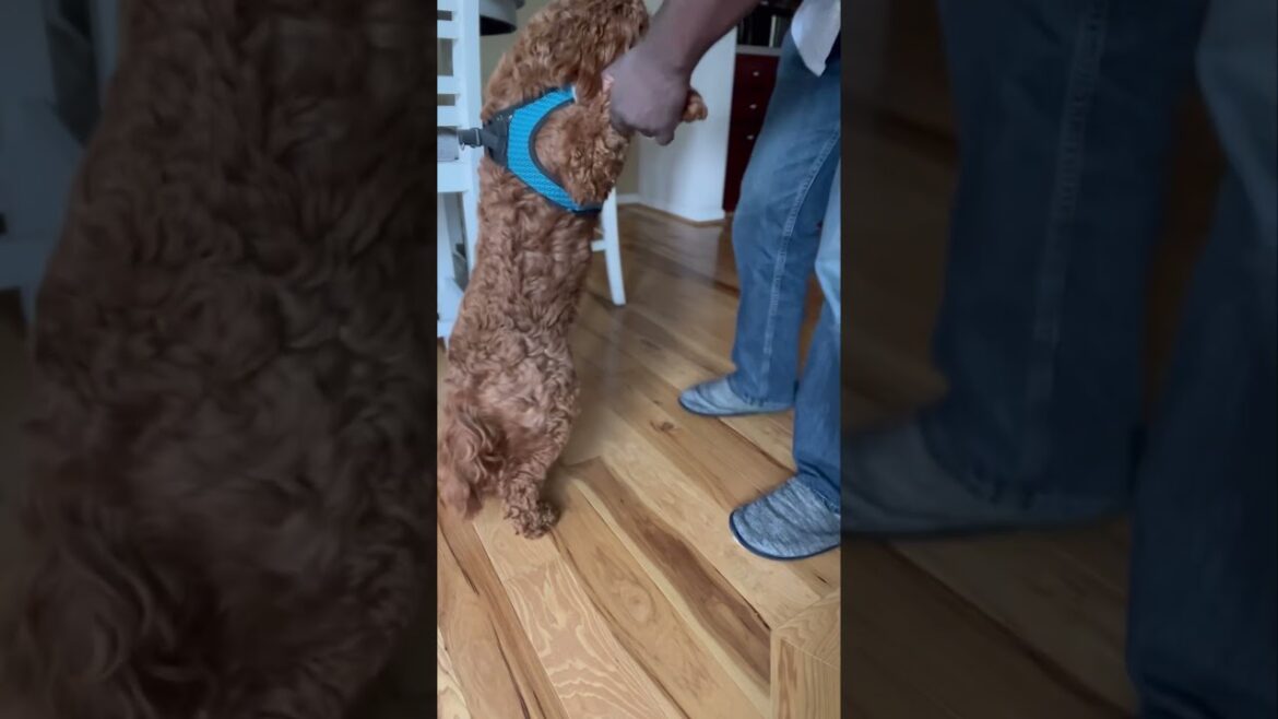 This Puppy Is So Cute She Just Wants To Dance! | #puppy