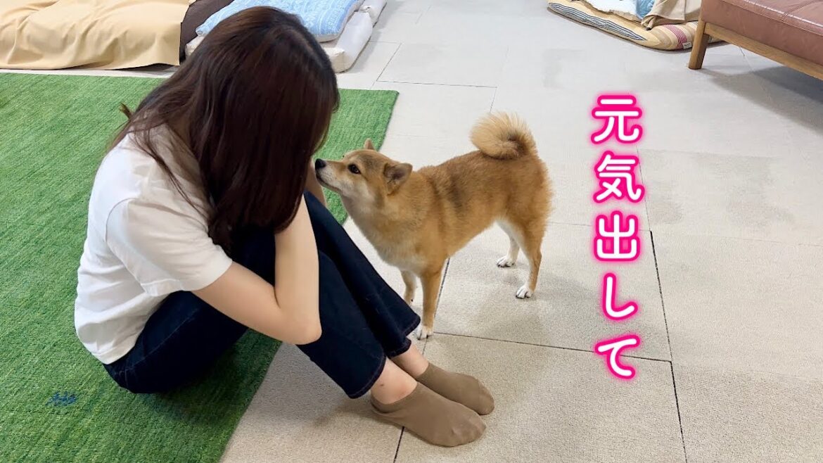 自信をなくし落ち込むママにそっと寄り添う優しい柴犬が可愛い
