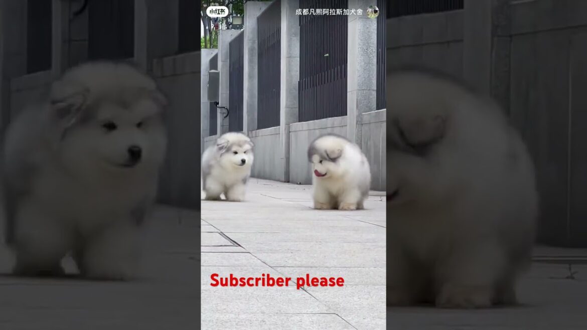 #viralvideo #yourdog #doggie #husky #doglover