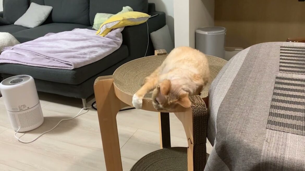 デボンレックス兄弟の戯れあい風景その２(Devon Rex brothers playing with each other, part2)