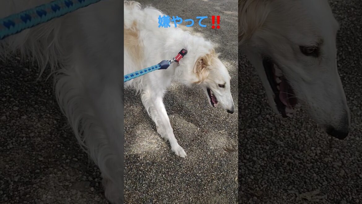 お散歩コースに文句を言うボルゾイ3🐕😁✨　Borzoi complaining about the walking course, Part 3