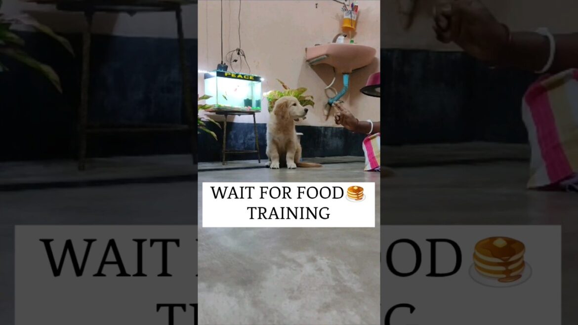 🐕WAIT FOR FOOD✋|GOLDEN RETRIEVER #goldenretriever #shorts #viral