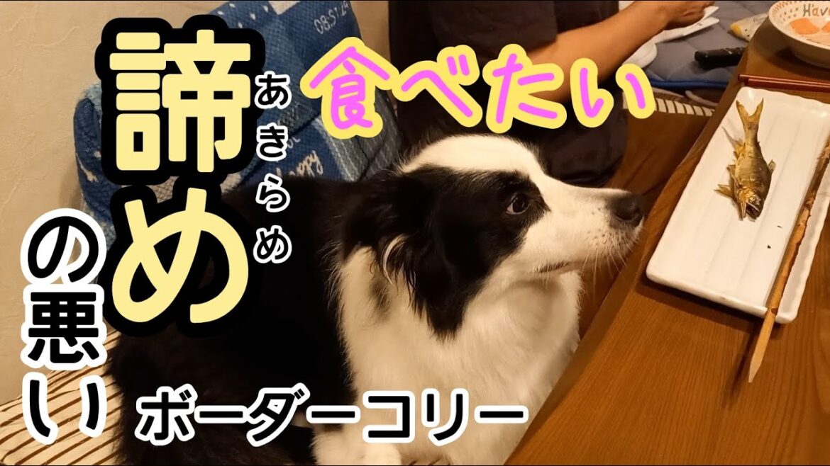 諦めの悪いボーダーコリー