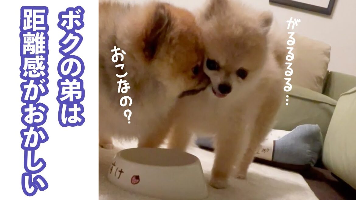 ちょっと距離感がおかしい弟ワンコ｜PECO