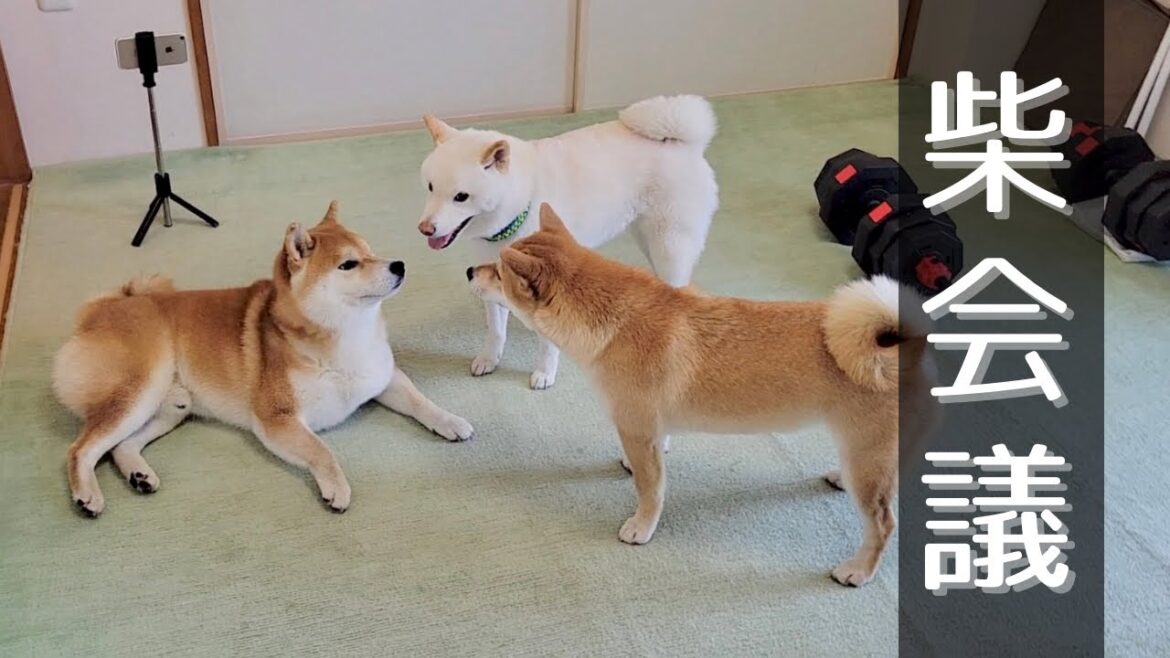 友達の白柴が来る前に興奮し騒ぎ疲れ、家に来たら放置する柴犬 友達の白柴が来る前に興奮し騒ぎ疲れ、家に来たら放置する柴犬