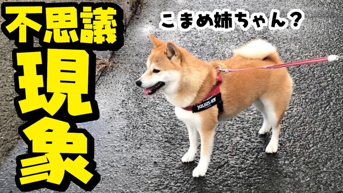 不思議現象が…亡き姉犬こまめの姿が…？