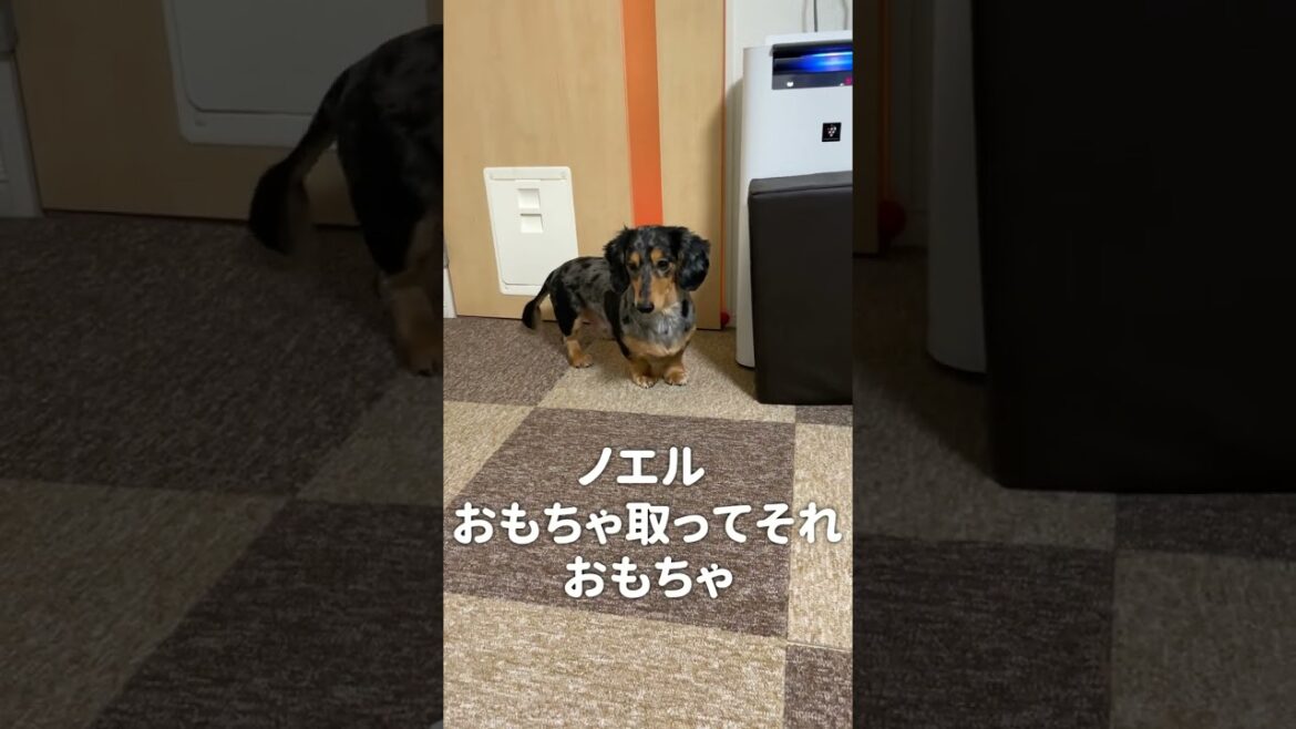 多分ドア閉めさせたら世界一なMダックスのドア閉め【ミニチュアダックスフンド/シルバーダップル】#shorts 多分ドア閉めさせたら世界一なMダックスのドア閉め【ミニチュアダックスフンド/シルバーダップル】#shorts