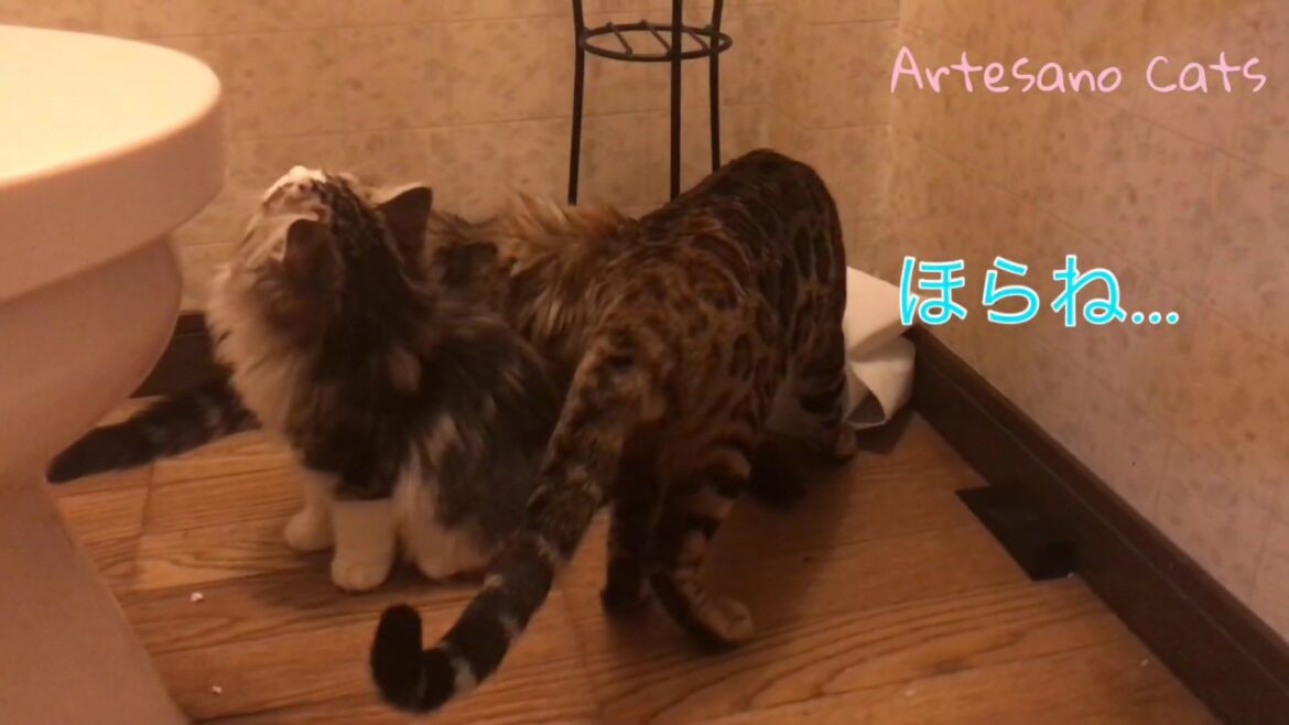 キンカロー(マンチカン×アメリカンカール) 子猫 イタズラっ子にはコレが効く⁈/ベンガル お兄ちゃんカッコイイ