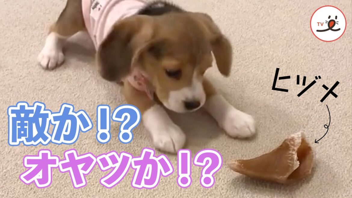 蹄と戦うビーグルの子犬ちゃん｜PECO