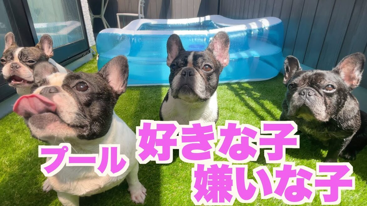 自宅で愛犬と遊ぶ【French_bulldog フレンチブルドッグ 】 お家プール