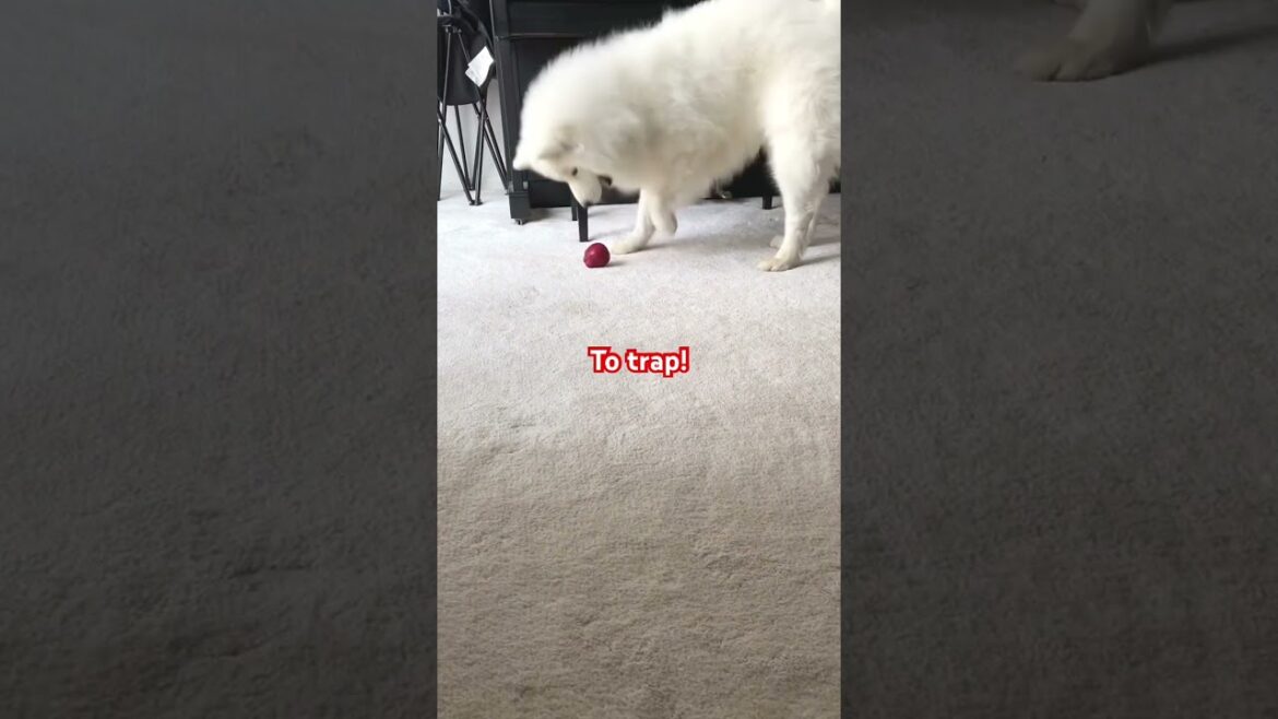 When God sends you a funny Samoyed🤪#shorts #shortvideo #samoyed #pets #funny #dog