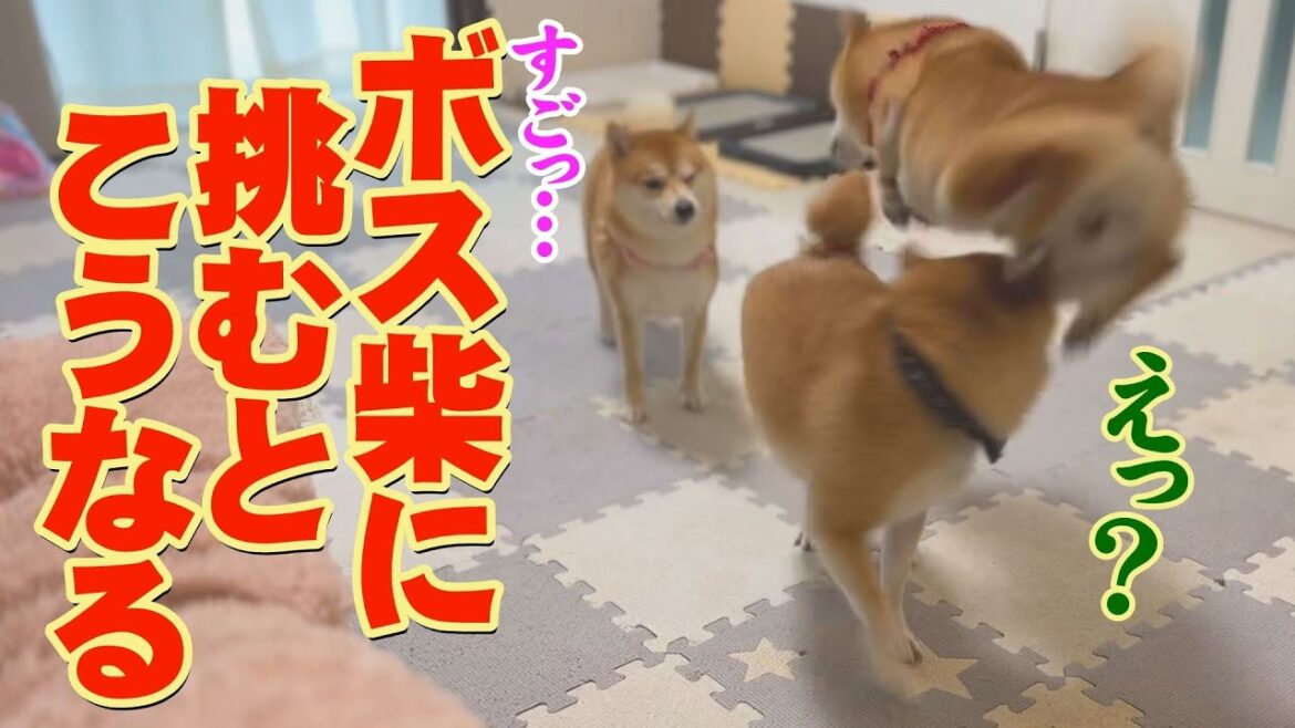 攻撃をかわし、空中に舞うボス柴犬の姿が美しすぎた・・・