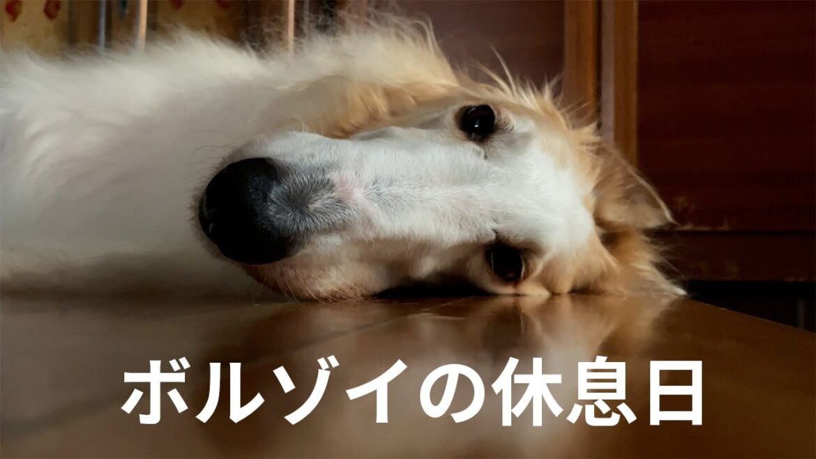 【ボルゾイの休息日】家にいる間ボルゾイってなにしてる？ボルゾイの休日を覗いてみました。