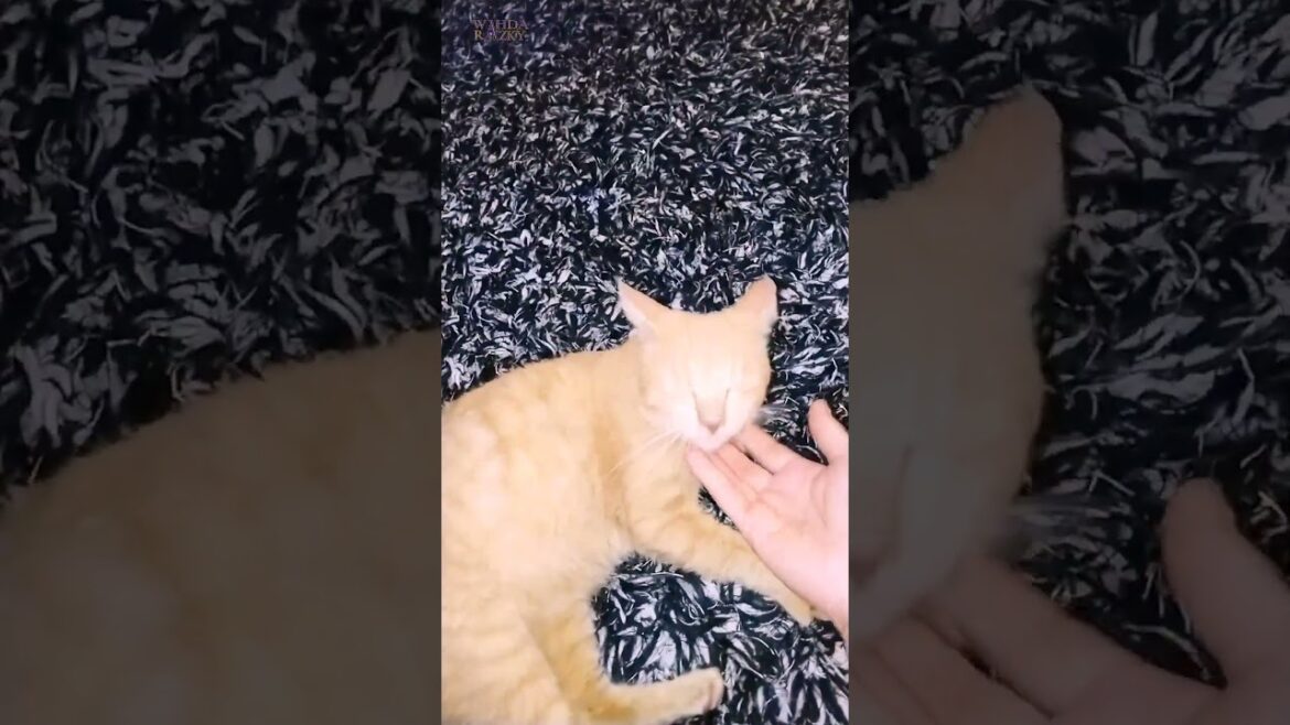 A Manx Cat closes its eyes when Held A Manx Cat closes its eyes when Held