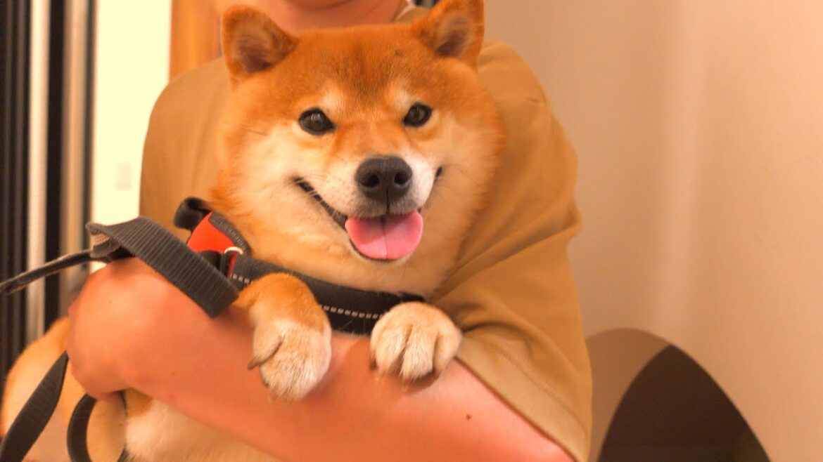 明日大好きなパパがいない。