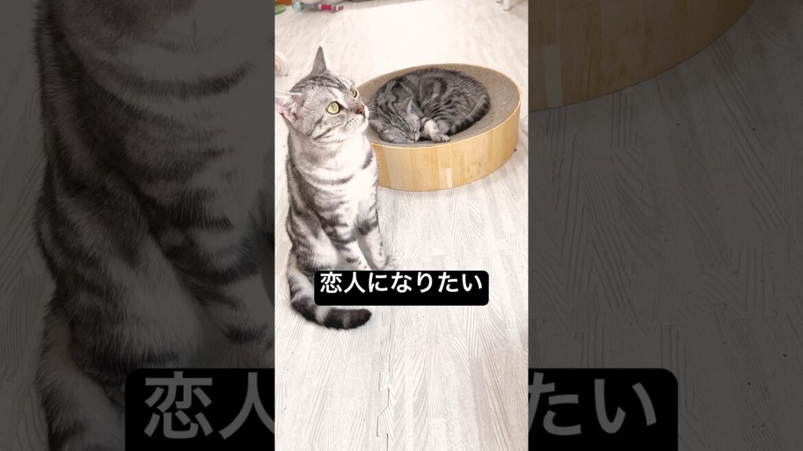 ぼくはいつか... #shorts #猫 #アメリカンショートヘア