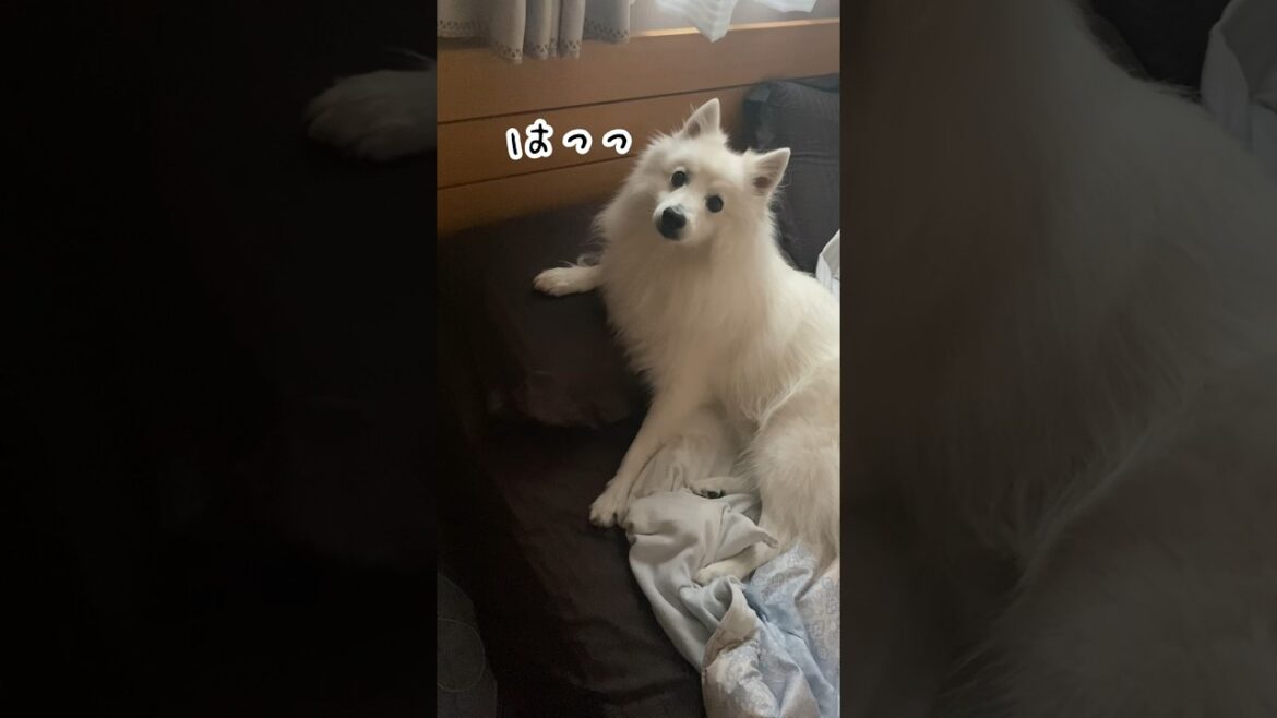 独特な嫌がらせがバレた#japanesespitz #日本スピッツ #shorts