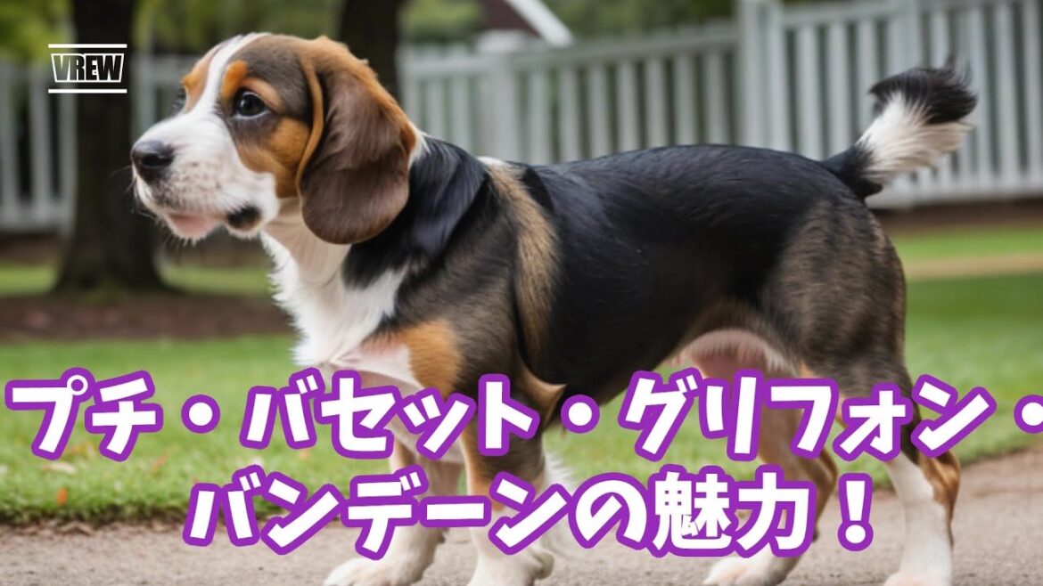 プチ・バセット・グリフォン・バンデーンの魅力！