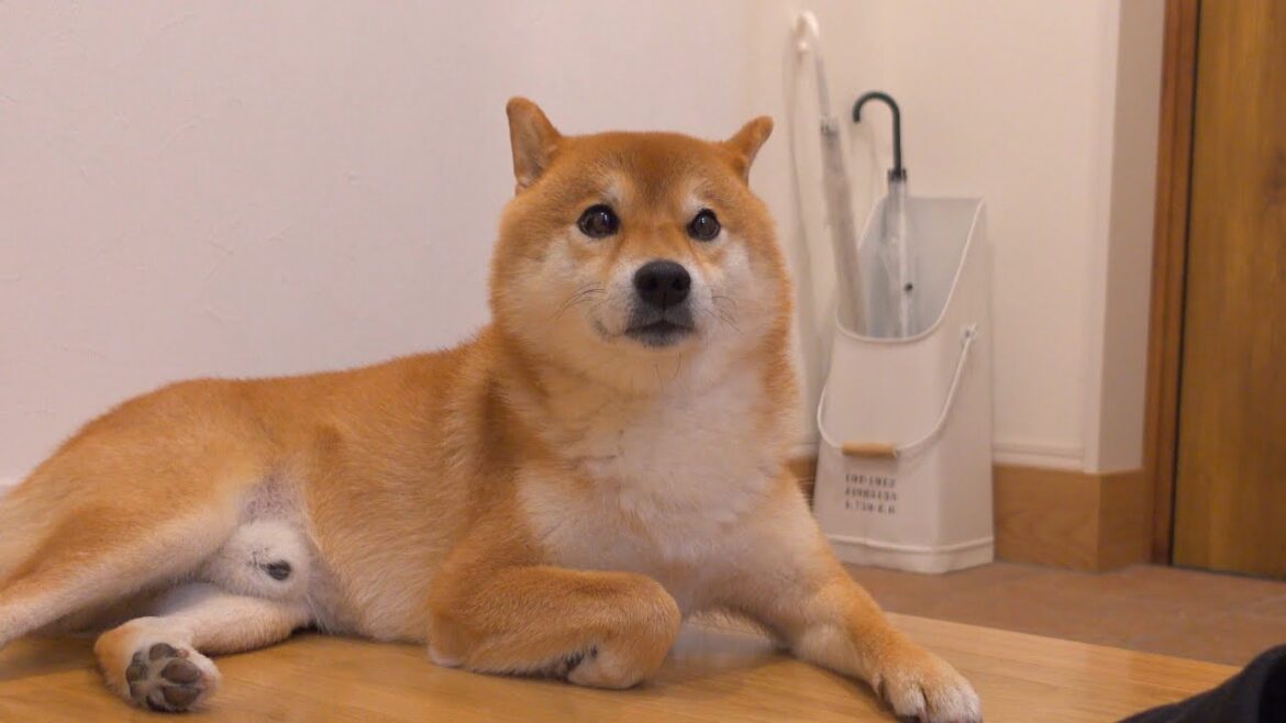 いるはずのないパパを一生懸命探す柴犬の姿に感動しました。