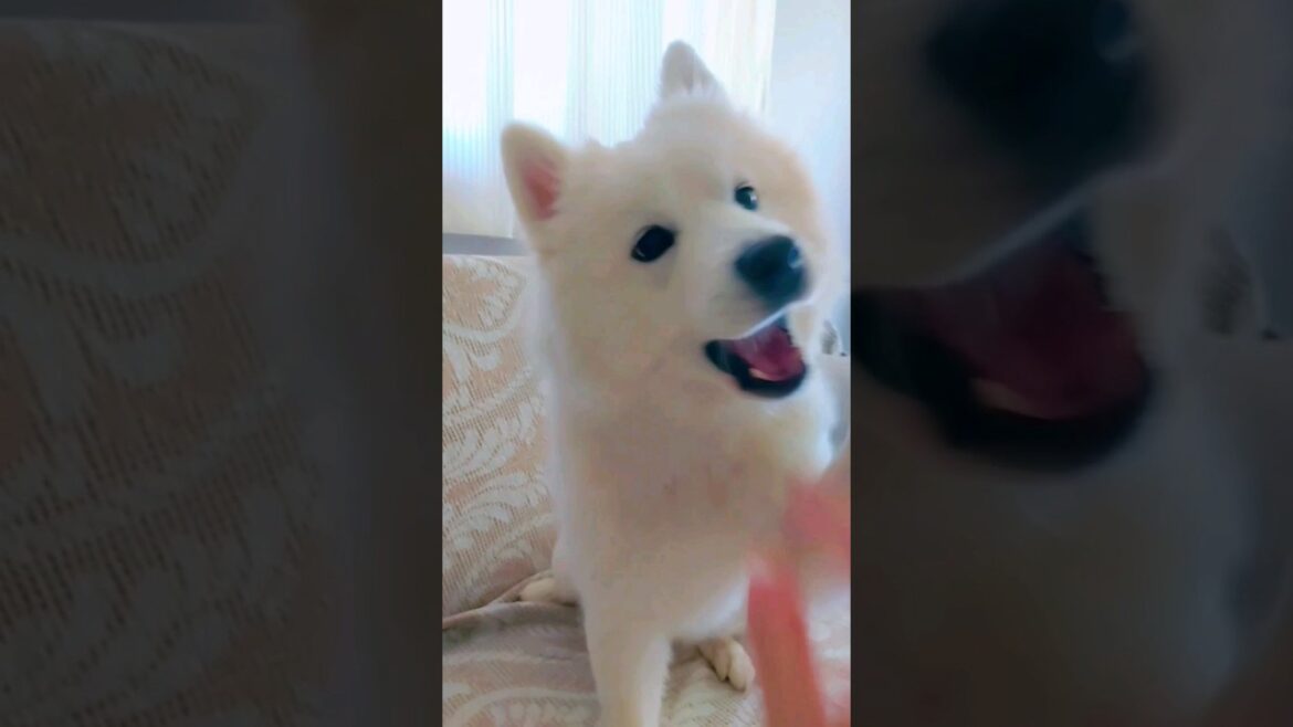 He deserves the best | Samoyed is the kindest dog 😊😍 #samoyed #animals #shorts #