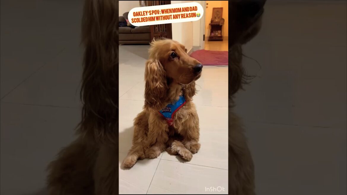 ๐ญ๐ญ#shortvideo #shorts #dog ๐ญ๐ญ#shortvideo #shorts #dog