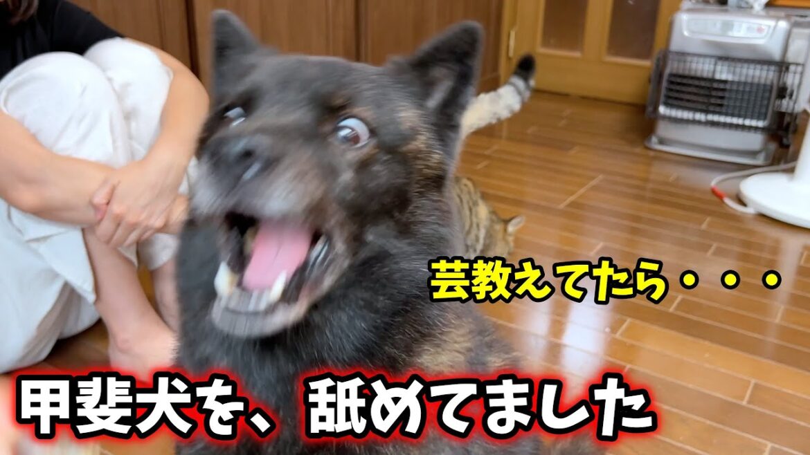 甲斐犬一休に芸を教えてたらこうなった【犬と猫と娘】