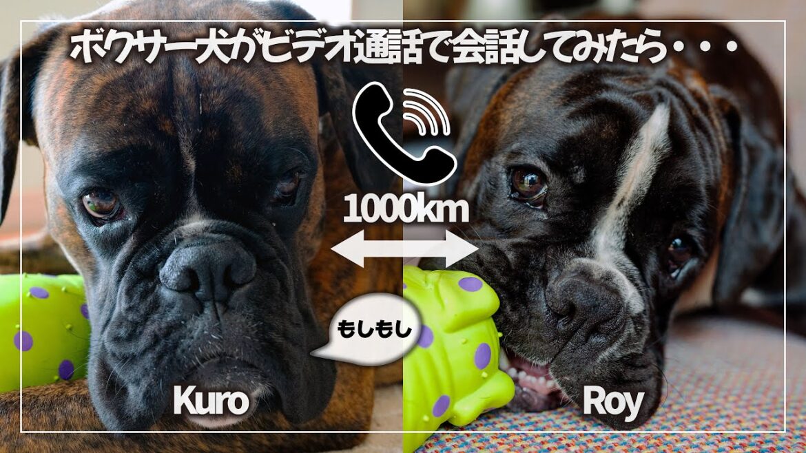 可愛いボクサー犬に会いに行って くろさんとビデオ通話してみました